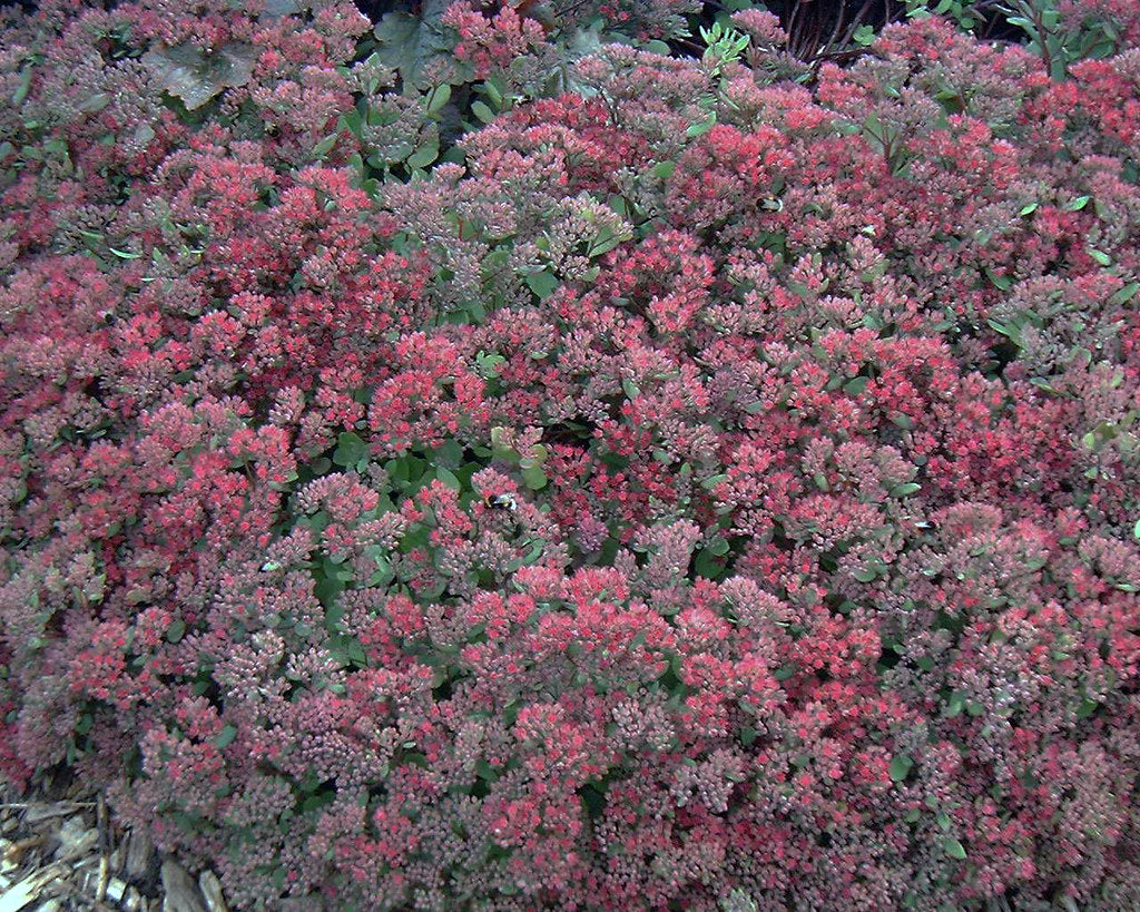 Sedum Ruby Glow (Ruby Glow Stonecrop)