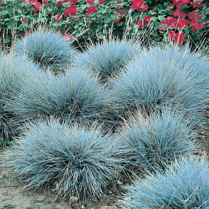 Festuca Glauca (Blue Fescue)