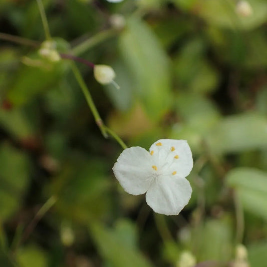 Gibasis Pellucida (Tahitian Bridal Veil)