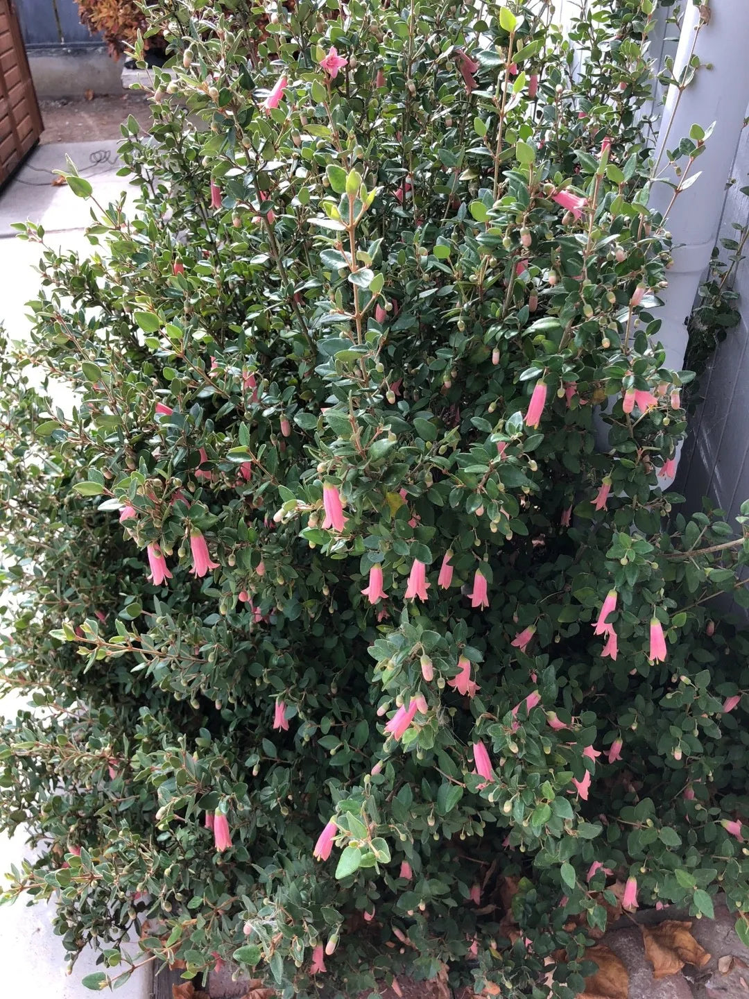 Correa Glabra Red (Rock Correa)