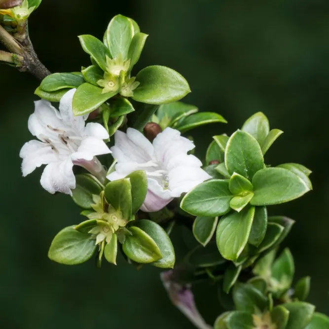 Serissa Snowleaves (Snowleaves Serissa)