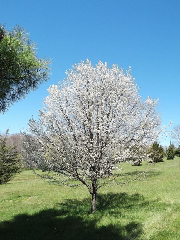 Pyrus Southworth Dancer (Southworth Dancer Pear Tree)