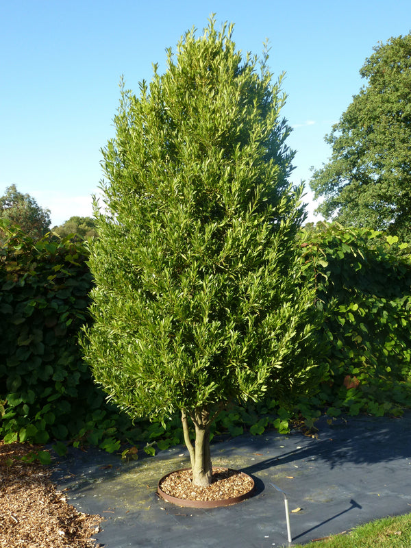 Laurus Nobilis (Bay Laurel)