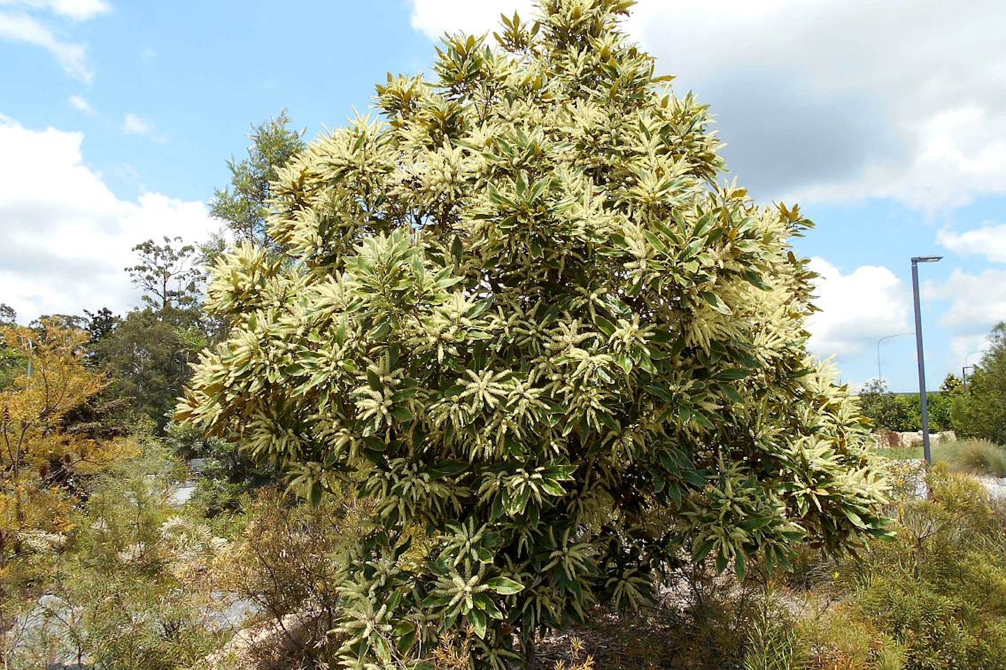 Grevillea Baileyana (White Oak)