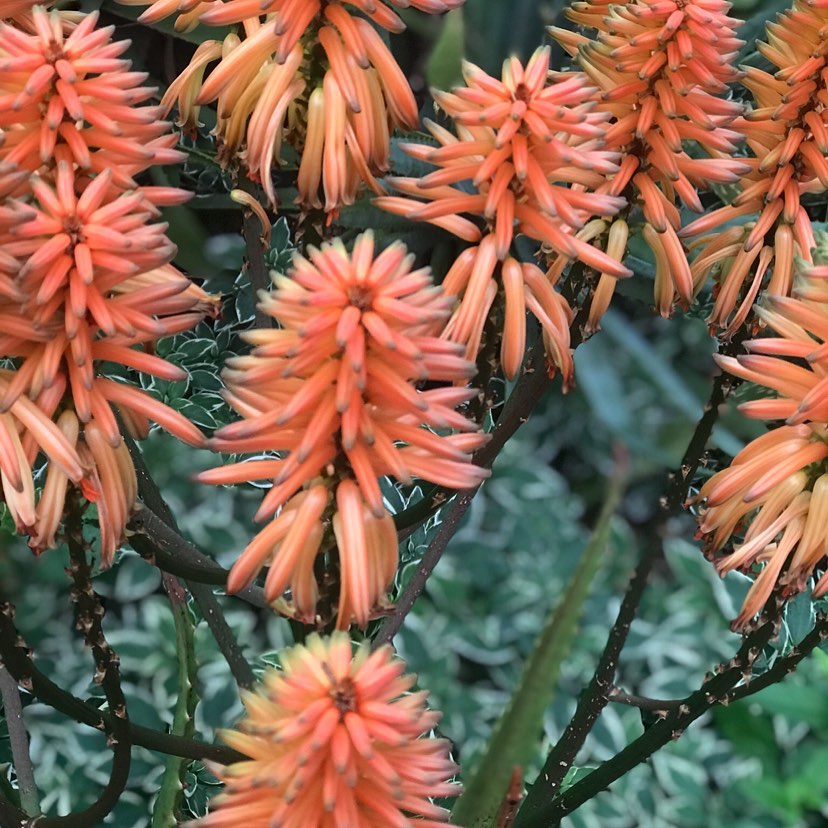 Aloe hybrid (LEO 6073) Apricot™ (Apricot Aloe)