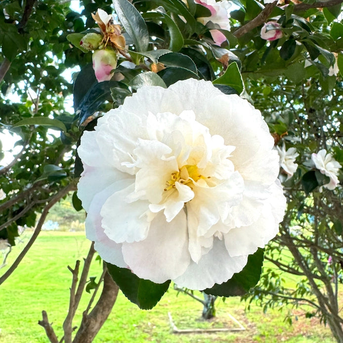 Camellia Sasanqua 'Pure Silk'