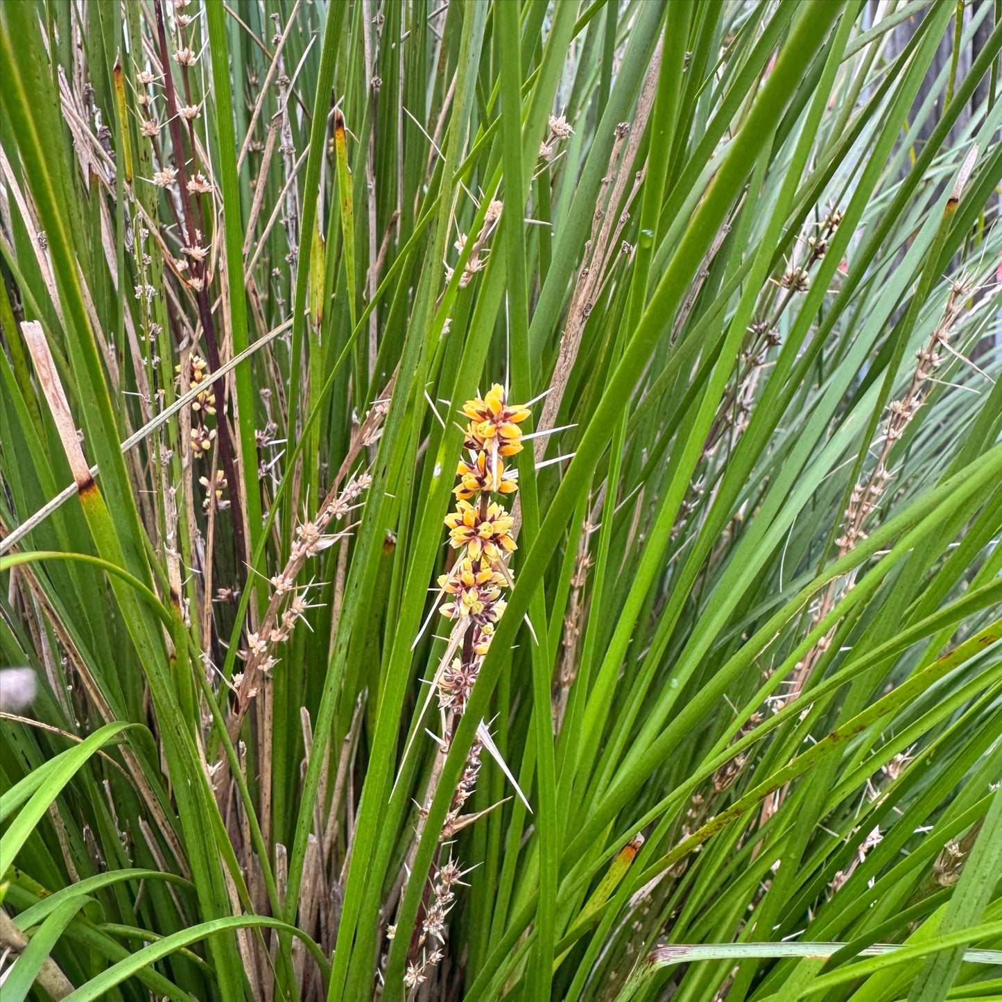 Lomandra Confertifolia ‘Shara’ (Shara Mat Rush)