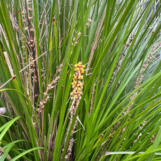 Lomandra Confertifolia ‘Shara’ (Shara Mat Rush)