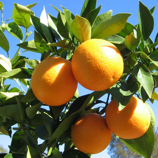 Citrus Sinensis 'Valencia' (Valencia Orange) GRAFTED