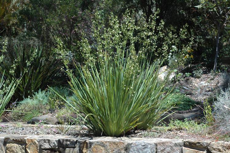 Dianella Longifolia (Pale Flax Lily)