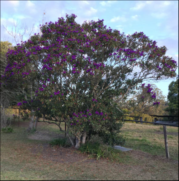 Mature Tibouchina Alstonville tree in full bloom with vibrant purple flowers in a scenic rural setting.