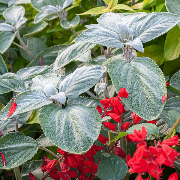 Plectranthus argentatus (Silver Shield)