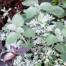 Plectranthus argentatus (Silver Shield)