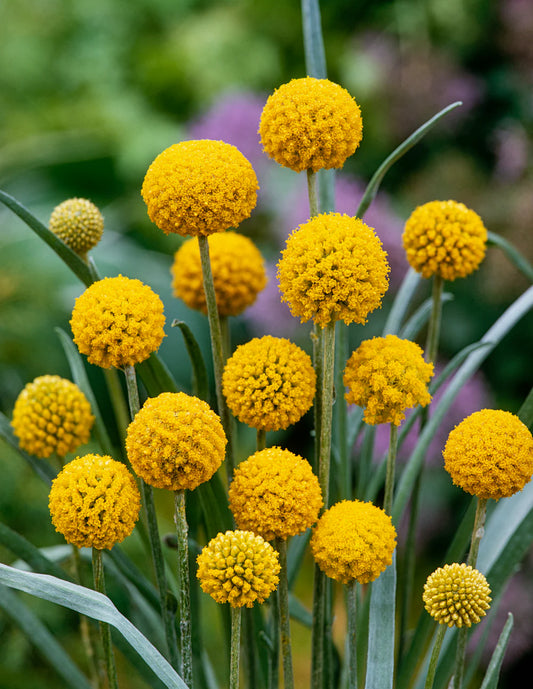 Craspedia Globosa (Billy Buttons)