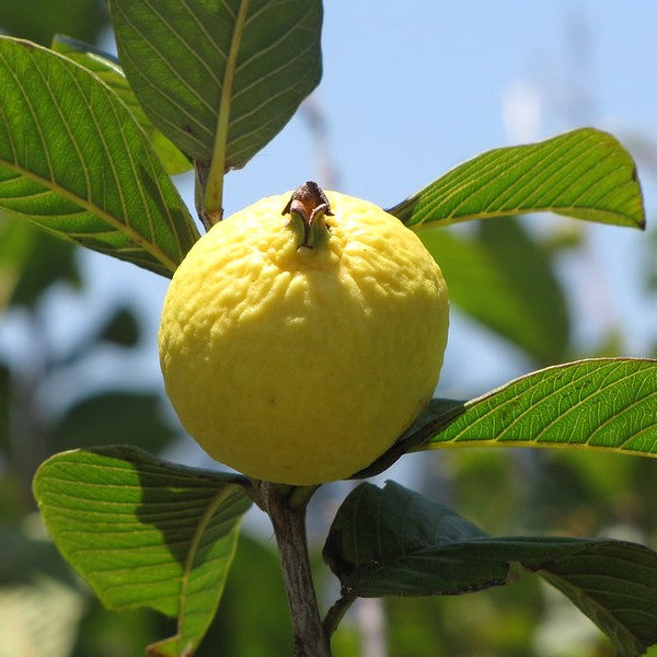 Psidium guajava 'Amman' (Amman Guava)