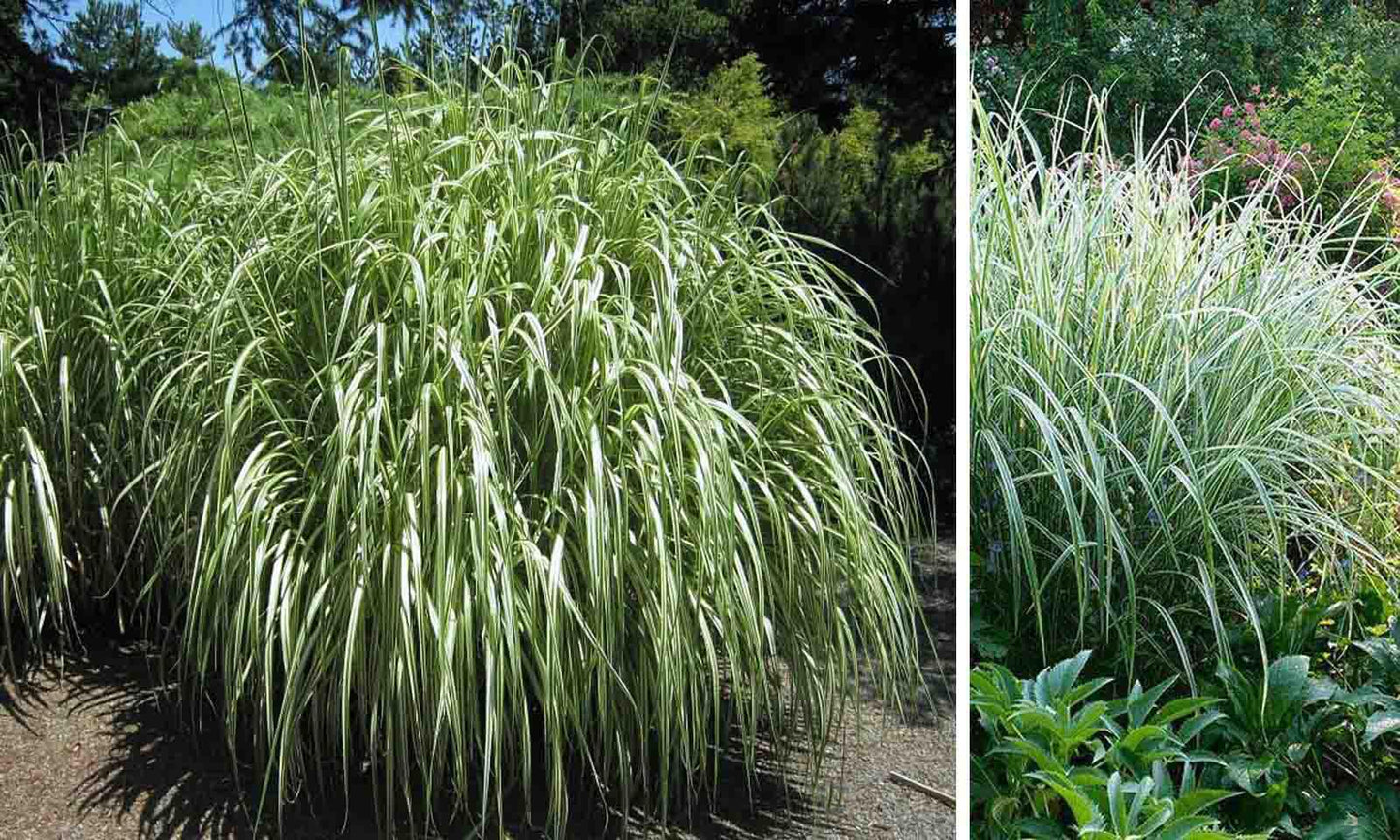 Miscanthus Sinensis ‘Cabaret’ (Zebra Grass)