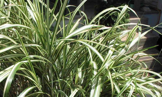 Miscanthus Sinensis ‘Cabaret’ (Zebra Grass)