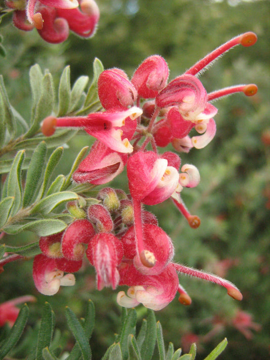 Grevillea ‘Pink Nectar’ (Pink Nectar Grevillea)