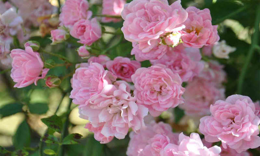 Rosa Pink (Rosea Pink)