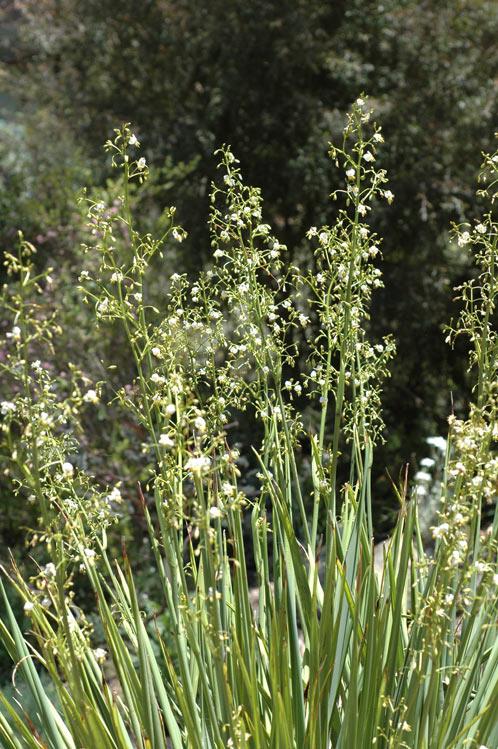 Dianella Longifolia (Pale Flax Lily)