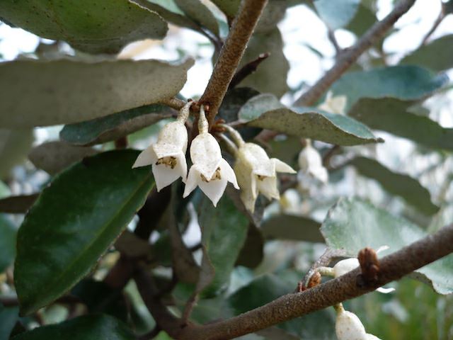 Elaeagnus Macrophylla (Large-Leaved Oleaster)