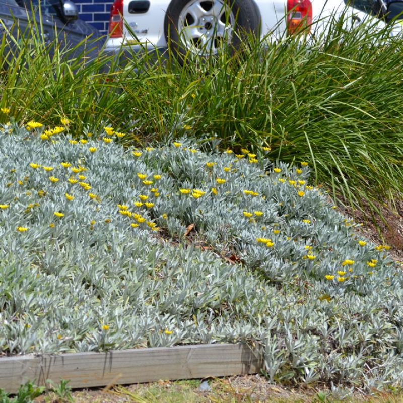 Beautiful display of Gazania Tomentosa (Treasure Flower) as ground cover, featuring bright yellow flowers and dense, silvery-green foliage.