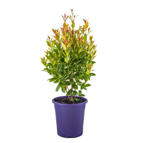 Syzygium Hinterland Gold in a pot, ready for sale at Nursery Warehouse.