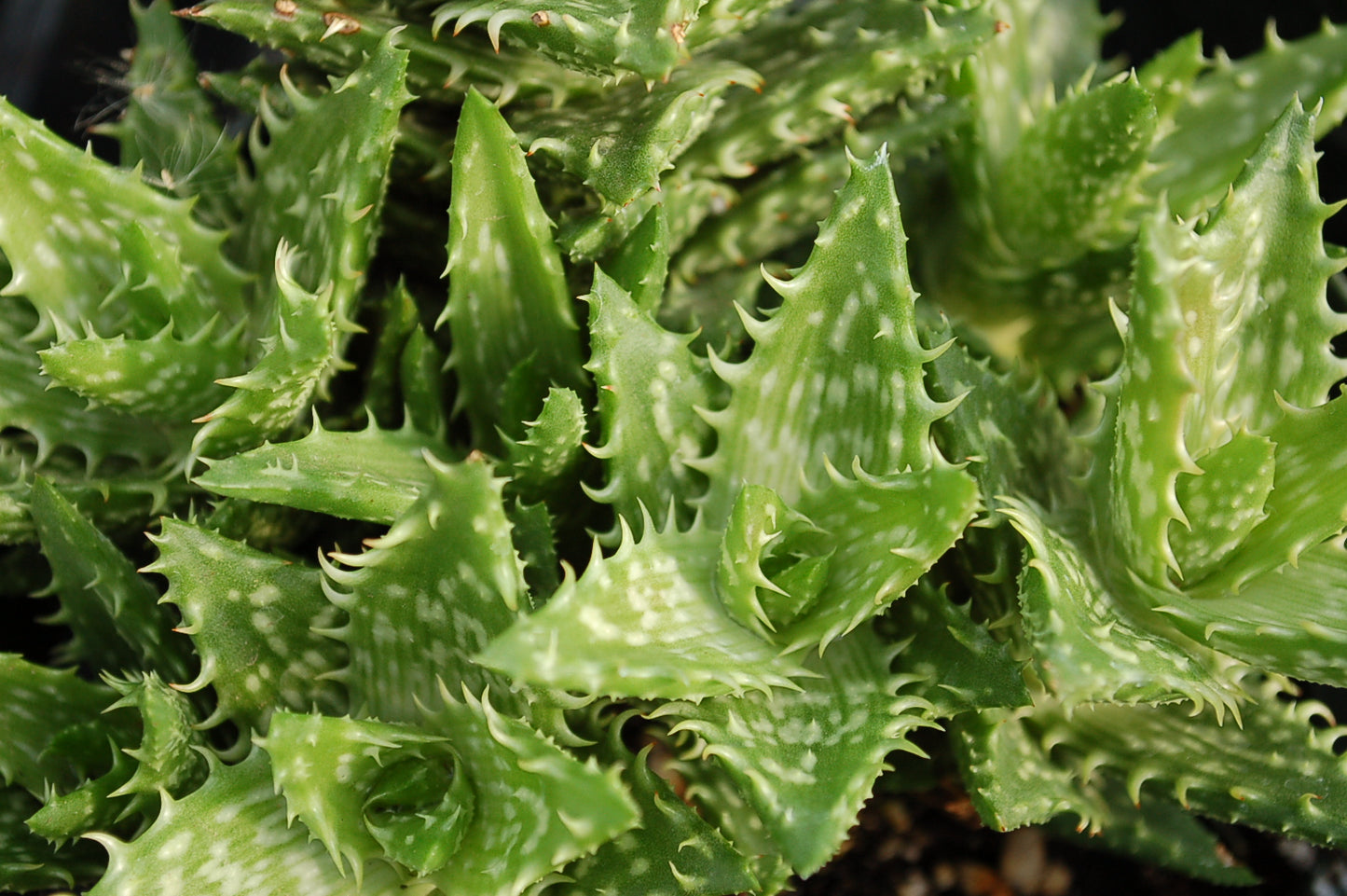 Aloe Juvenna (Tiger Tooth Aloe)