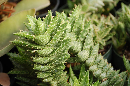 Aloe Juvenna (Tiger Tooth Aloe)