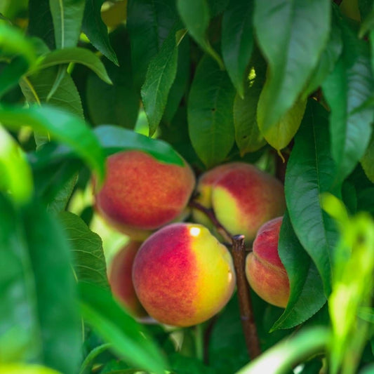 Prunus Persica (Peach Crimson Rocket)