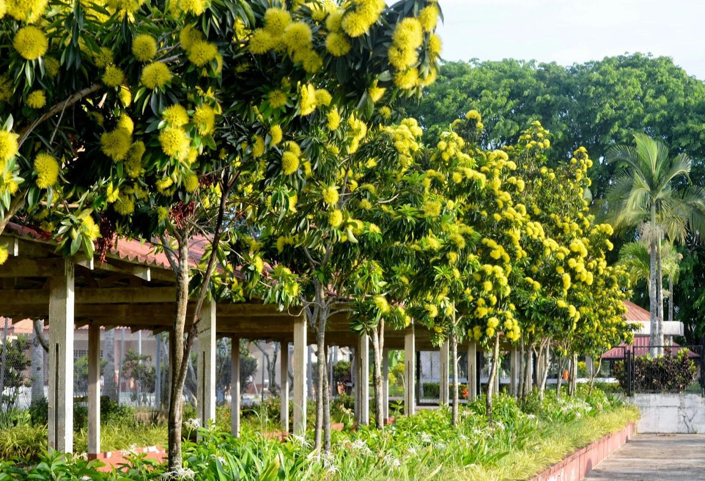 Xanthostemon chrysanthus (Golden Penda)