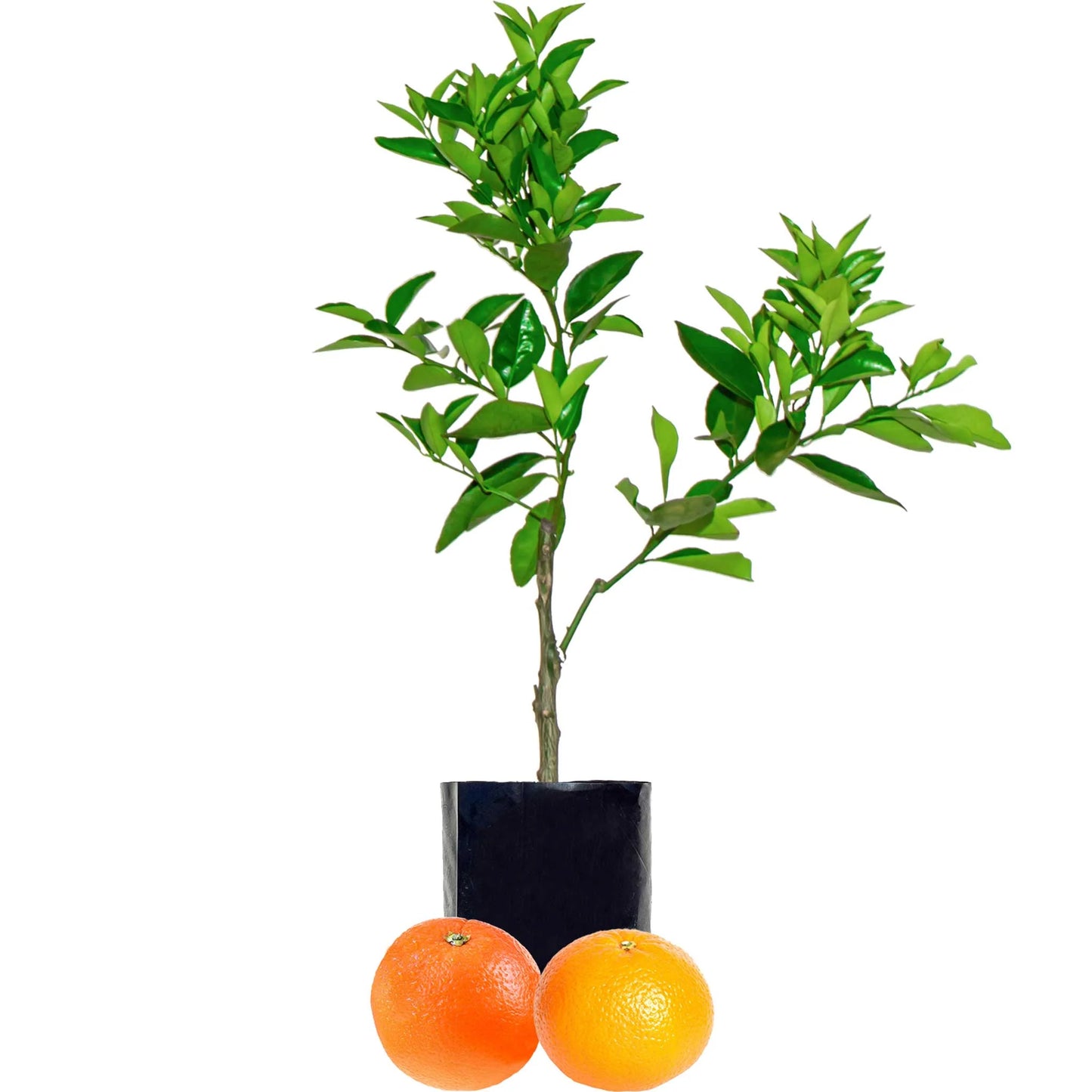 Citrus Reticulata 'Clementine' (Clementine Mandarin) GRAFTED