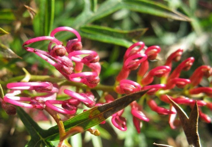 Grevillea 'Bronze Rambler'