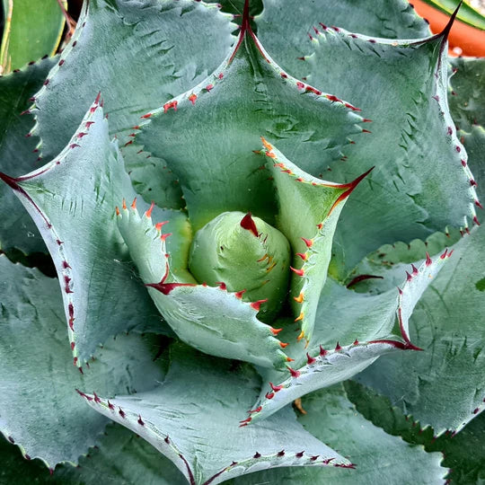 Agave Pygmaea (Dragon Toes Agave)