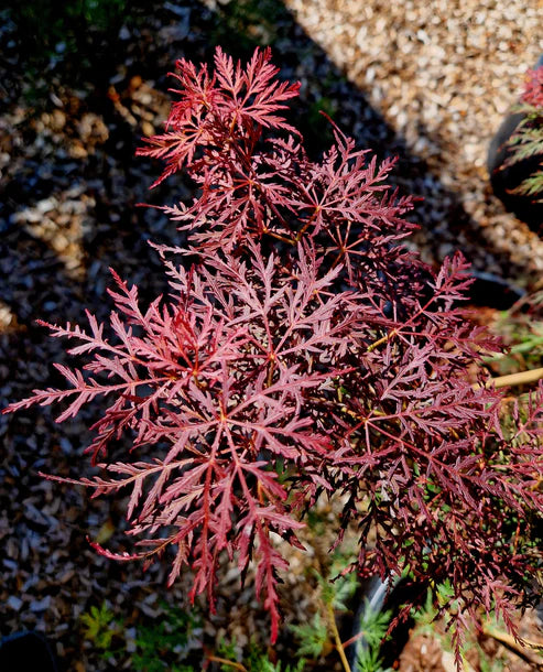 Acer palmatum dissectum 'Stella Rossa' (Stella Rossa Weeping Japanese Maple)