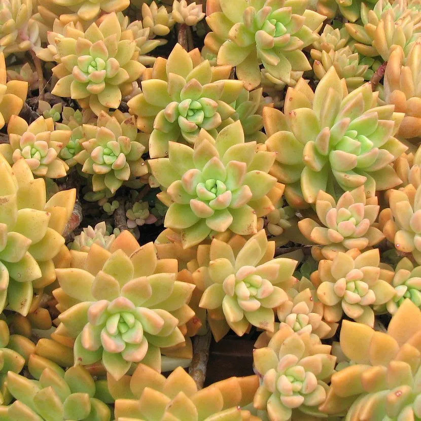 Sedum adolphii (Golden Sedum)