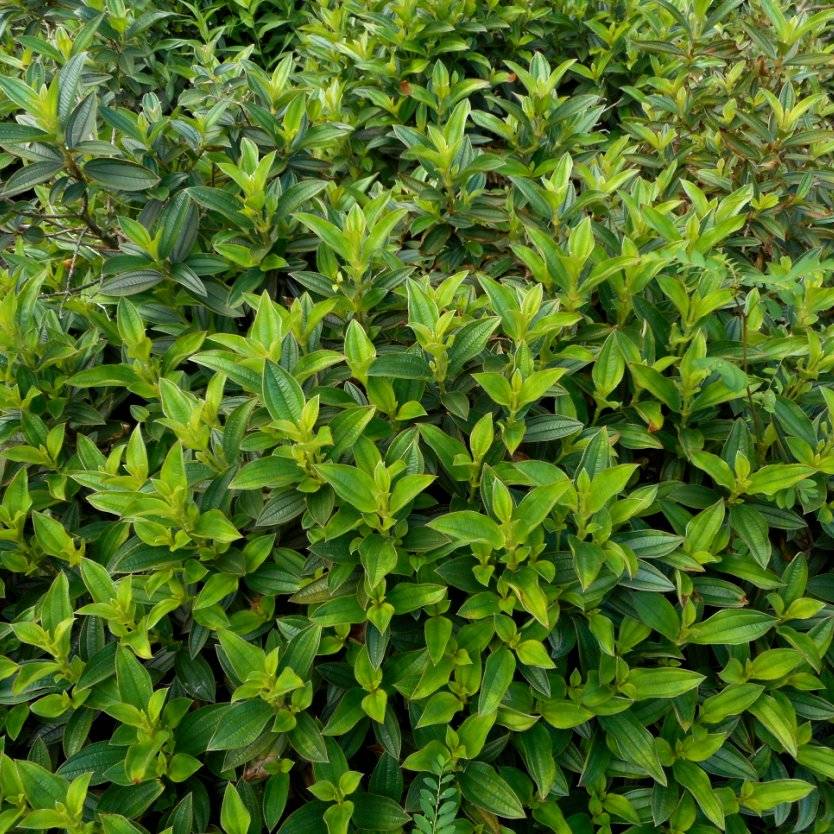 Tibouchina Lepidota 'Jules' (Dwarf Tibouchina)