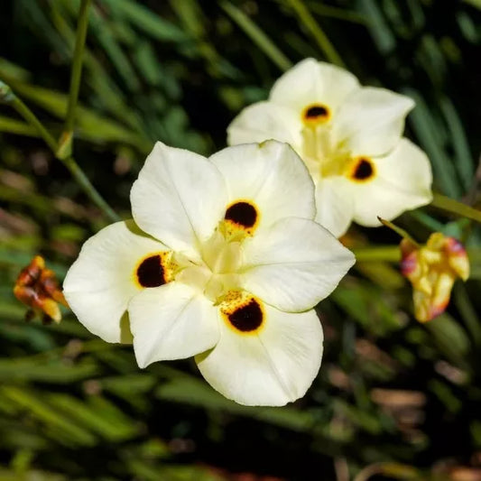 Dietes Bicolour (Yellow Wild Iris)