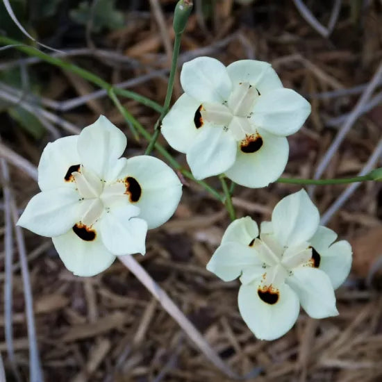 Dietes Bicolour (Yellow Wild Iris)