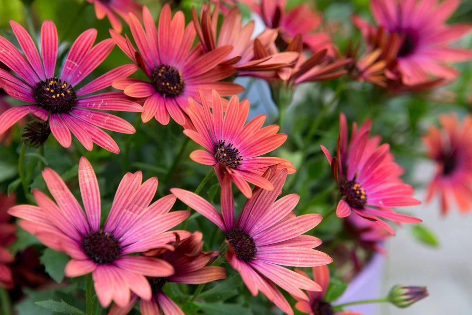 Osteospermum Lazy Daisy Scarlet Shades (Scarlet Shades African Daisy)