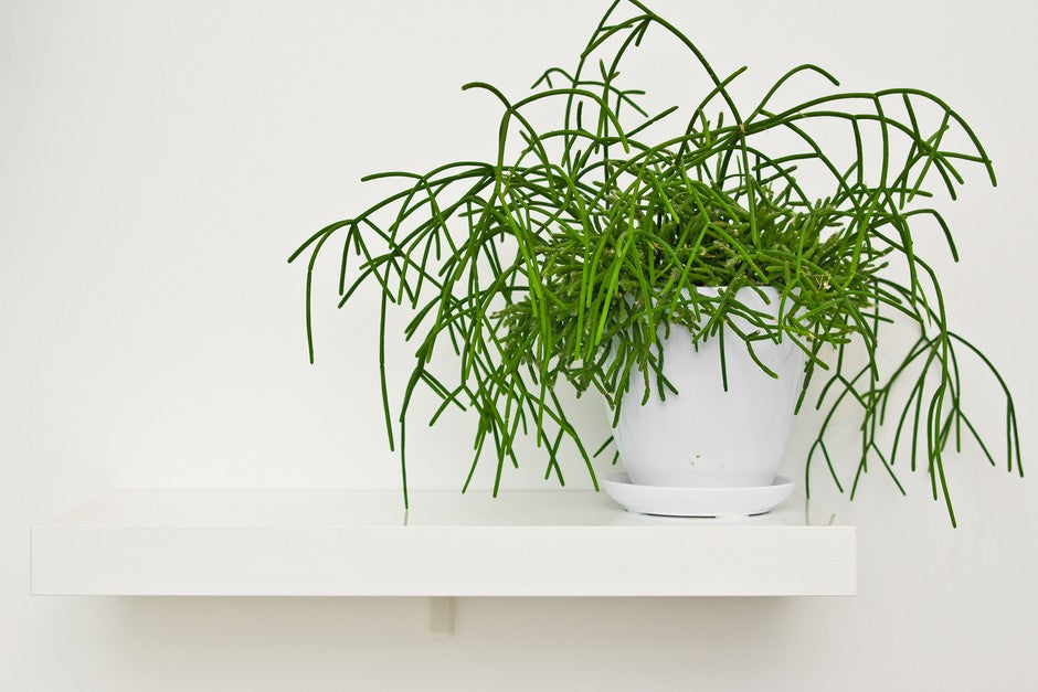 Rhipsalis (assorted varieties)