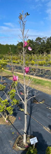 Magnolia Burgundy Star