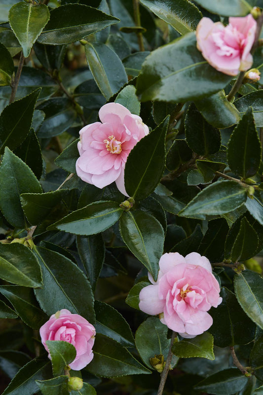 Camellia Sasanqua 'Jean May' (Jean May Camellia)