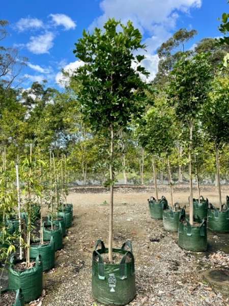 Cupaniopsis Anacardioides 'Tuckeroo'