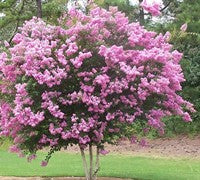 Lagerstroemia Indica 'Biloxi' (Crepe Myrtle 'Biloxi')