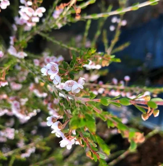 Thryptomene saxicola F.C. Payne (Rock Thryptomene)