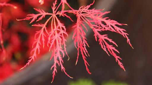 Acer Palmatum Dissectum 'Watnong' (Watnong Weeping Japanese Maple)