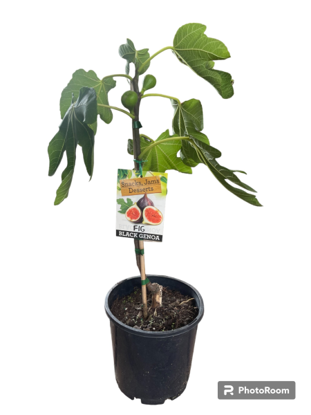 Ficus Carica (Fig Black Genoa)