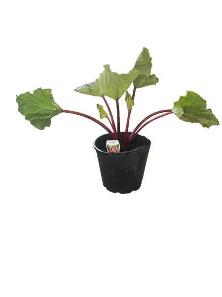 Rheum Hybridum (Rhubarb)