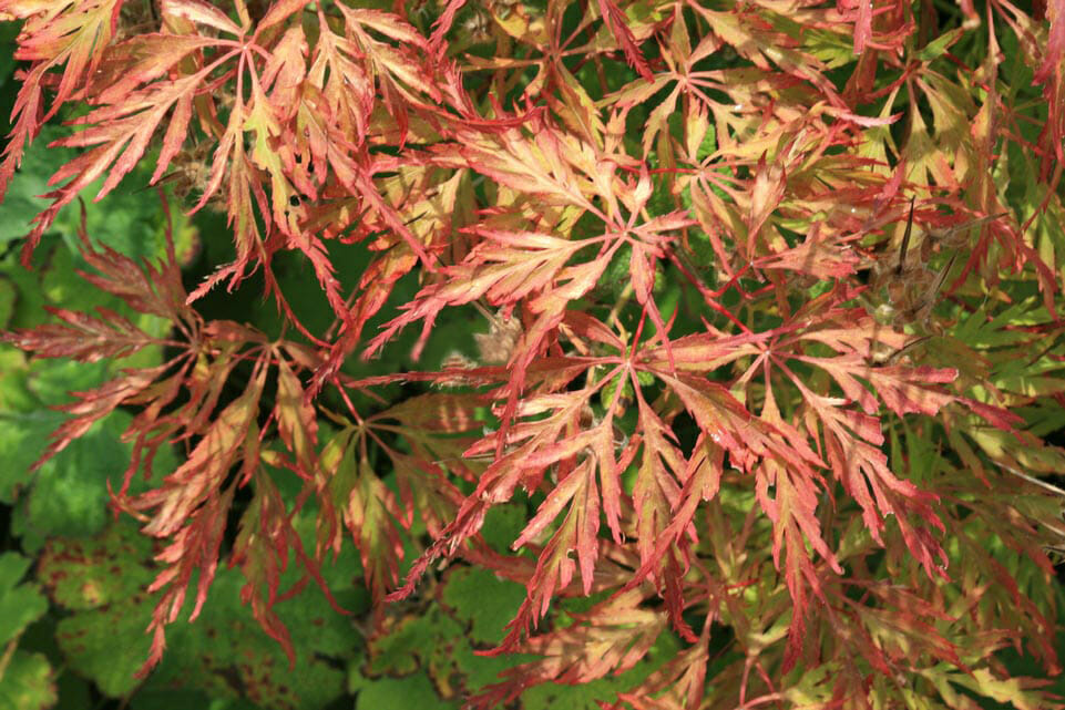 Acer palmatum dissectum 'Berrima Bridge' (Berrima Bridge Weeping Japanese Maple Standards)